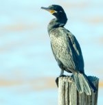 bird4 (1 of 1).jpg