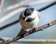 Chickadee-300.jpg