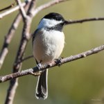 Chickadee-301.jpg