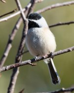Chickadee-302.jpg