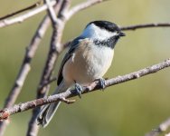 Chickadee-303.jpg