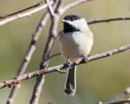 Chickadee-304.jpg