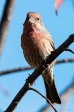 HouseFinch-300.jpg