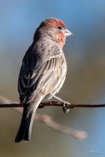 HouseFinch-301.jpg