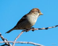 HouseSparrow-300.jpg