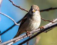 HouseSparrow-301.jpg