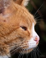 NeighborsCat-300.jpg