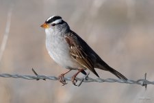WhiteCapSparrow-300.jpg