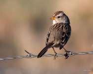 WhiteCapSparrow-301.jpg
