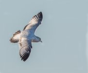 Bird4 (1 of 1)-2.jpg