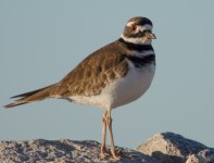 Bird5 (1 of 1).jpg