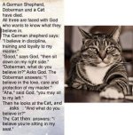 cat.jpg