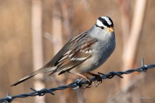 WhiteCapSparrow-310.jpg