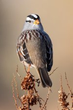 WhiteCapSparrow-311.jpg