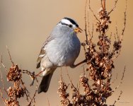 WhiteCapSparrow-312.jpg