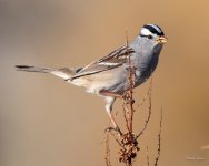 WhiteCapSparrow-313.jpg