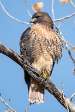 Red-tail-300.jpg