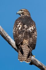 Coopers-321.jpg