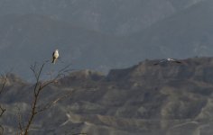 _ROY3954.jpg