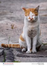 cat-in-the-morning-3.jpg