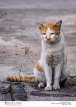 cat-in-the-morning-4.jpg