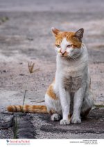 cat-in-the-morning-5.jpg