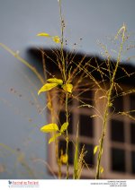 grass-in-the-morning-1.jpg