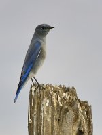 _ROY4076.jpg