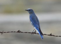 _ROY4085.jpg