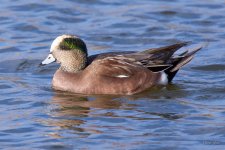 Ducks-300.jpg