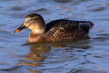 Ducks-301.jpg