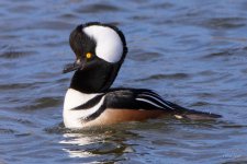 Ducks-302.jpg