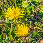 DSC_1730-HDR-Edit.jpg