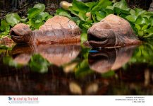 at-a-small-pond-4.jpg