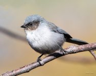 Bushtit-300.jpg