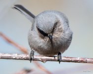 Bushtit-302.jpg