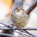 HouseFinch-310.jpg