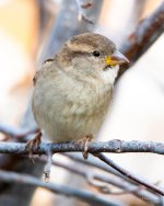 HouseFinch-311.jpg