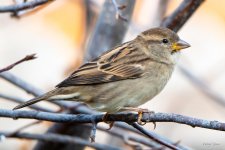 HouseFinch-312.jpg