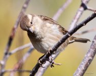 HouseFinch-313.jpg
