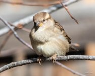 HouseFinch-314.jpg