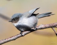Bushtit-301.jpg