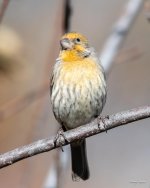 HouseFinch-330.jpg