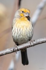 HouseFinch-331.jpg
