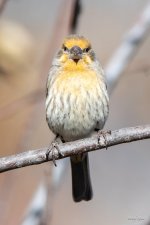 HouseFinch-332.jpg