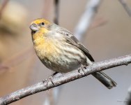 HouseFinch-333.jpg