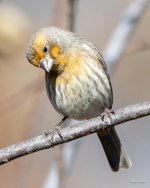 HouseFinch-334.jpg