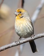 HouseFinch-335.jpg