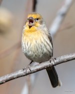 HouseFinch-336.jpg