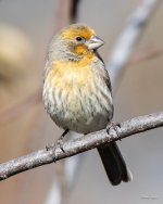 HouseFinch-337.jpg